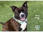 Adopt Hanzo a Black Mixed Breed (Large) / Mixed dog in Kansas City