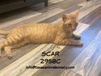 Adopt Scar a Domestic Shorthair / Mixed (short coat) cat in Spring