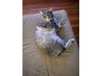 Adopt Luna a Gray or Blue Domestic Longhair / Mixed (long coat) cat in San