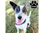 Adopt Oscar a White Mixed Breed (Large) / Mixed dog in Tangent, OR (39063677)