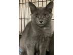 Adopt Yunus23 a Gray or Blue Domestic Mediumhair (medium coat) cat in Milwaukee