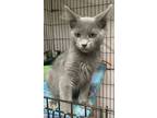Adopt Yukio23 a Gray or Blue Domestic Mediumhair (medium coat) cat in Milwaukee