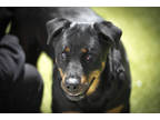 Adopt Serena a Black Rottweiler / Mixed dog in Colorado Springs, CO (39027005)