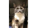 Adopt Esther a Domestic Mediumhair / Mixed cat in Versailles, KY (39015249)