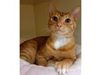 Adopt Phoenix a Domestic Shorthair / Mixed cat in Silverdale, WA (39055016)