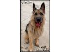 Adopt Wesser a Belgian Malinois / Shepherd (Unknown Type) / Mixed dog in