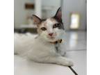 Adopt Ivy a Domestic Shorthair / Mixed cat in Atascadero, CA (38928821)