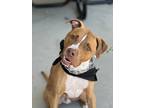 Adopt Finn a Brindle - with White American Staffordshire Terrier / Mixed dog in