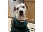 Adopt Darius a Mixed Breed (Large) / Mixed dog in Philadelphia, PA (39027617)