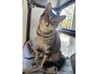 Adopt Meowth a Domestic Shorthair / Mixed cat in Santa Rosa, CA (39050851)