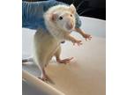 Adopt Quieken a Rat small animal in Spokane Valley, WA (38919000)