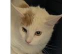 Adopt Scream Cheese a Domestic Shorthair / Mixed cat in Spokane Valley