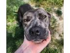 Adopt Honey a Pit Bull Terrier / Mixed dog in Sioux City, IA (39070507)