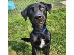 Adopt Dogzilla a Labrador Retriever / Mixed dog in Sioux City, IA (38962157)