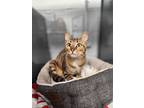Adopt Ziti a Brown or Chocolate Domestic Shorthair / Domestic Shorthair / Mixed