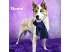 Adopt Stormi a White - with Tan, Yellow or Fawn Husky / Shepherd (Unknown Type)