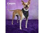 Adopt Canyon a White - with Tan, Yellow or Fawn Mixed Breed (Medium) / Mixed dog