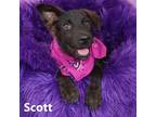 Adopt Scott a Black Shepherd (Unknown Type) / Mixed dog in Yuma, AZ (39022806)