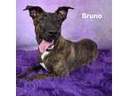 Adopt Bruno a Brindle Dutch Shepherd / Mixed dog in Yuma, AZ (39011047)