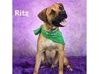 Adopt Ritz a Brown/Chocolate Mixed Breed (Medium) / Mixed dog in Yuma