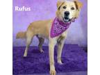 Adopt Rufus a Tan/Yellow/Fawn Golden Retriever / Mixed dog in Yuma