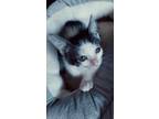 Adopt Mickey a White Domestic Shorthair / Domestic Shorthair / Mixed cat in