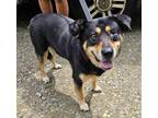 Adopt shooter/ Lucky a Black German Shepherd Dog / Mixed dog in Greenville
