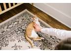 Adopt Benny a Orange or Red Tabby Domestic Shorthair / Mixed (short coat) cat in