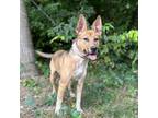 Adopt Love Potion a Tan/Yellow/Fawn Cattle Dog / Mixed dog in Lyndhurst