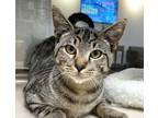 Adopt Tommy a Domestic Shorthair / Mixed cat in Houston, TX (39059855)