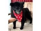 Adopt ISSAC a Black - with Brown, Red, Golden, Orange or Chestnut Pomeranian /