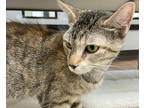 Adopt Mantra a Domestic Shorthair / Mixed cat in Houston, TX (39007432)