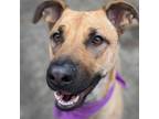 Adopt Edith a Shepherd (Unknown Type) / Mixed dog in Troutdale, OR (39064805)