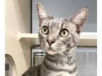 Adopt Jabber a Domestic Shorthair / Mixed cat in Houston, TX (39062079)
