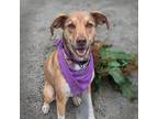 Adopt Mona Lisa a Terrier (Unknown Type, Medium) / Mixed dog in Troutdale