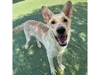 Adopt Zeus a Tan/Yellow/Fawn German Shepherd Dog / Mixed dog in El Paso