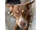 Adopt STAR a Brown/Chocolate Siberian Husky / Mixed dog in El Paso