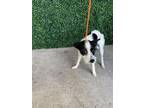 Adopt 54025213 a White Border Terrier / Mixed dog in El Paso, TX (39046145)