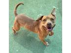 Adopt Janine a Brown/Chocolate American Pit Bull Terrier / Mixed dog in El Paso