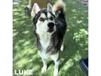 Adopt Luke a Black Siberian Husky / Mixed dog in El Paso, TX (39007058)