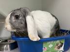Adopt Flopsy a Other/Unknown / Mixed rabbit in Brooklyn, NY (38987965)