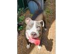 Adopt PTH Jemma a Gray/Silver/Salt & Pepper - with White American Pit Bull