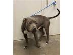 Adopt BANDIT a Gray/Blue/Silver/Salt & Pepper American Pit Bull Terrier / Mixed
