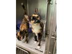 Adopt Laurel a Domestic Shorthair cat in Cortland, NY (38968904)