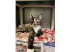 Adopt Juniper a Domestic Mediumhair cat in Cortland, NY (38968902)