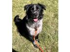 Adopt 81586 Poppy a Black Border Collie / Mixed dog in Spanish Fork