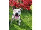 Adopt Shanaya a American Pit Bull Terrier / Mixed dog in Kingston, NY (38947579)