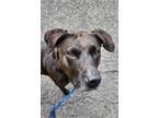 Adopt Aspen a Labrador Retriever / Mixed dog in Kingston, NY (38947573)