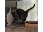 Adopt Coconut Milk a Domestic Shorthair / Mixed cat in Cleveland, TN (38925983)