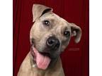 Adopt Bruce a Brindle American Pit Bull Terrier / American Staffordshire Terrier